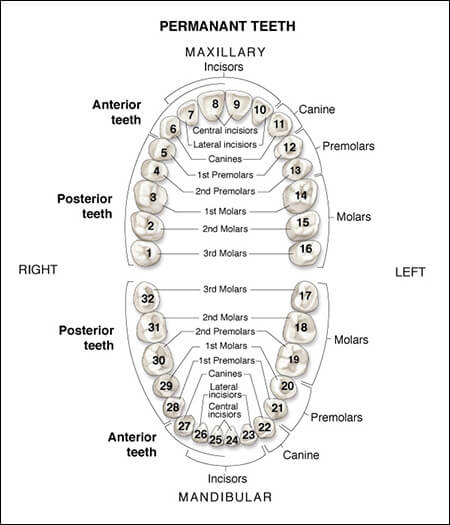 Teeth Numbering Diagram courtesy of DentalCare.com